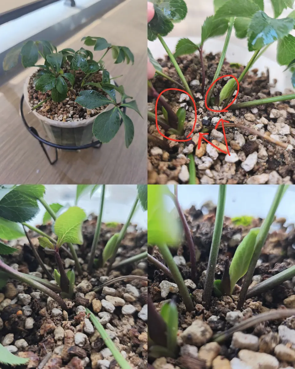 クリスマスローズ　花芽多数 最近根本に芽が出てきたのですが『花芽』でしょうか？クリスマ