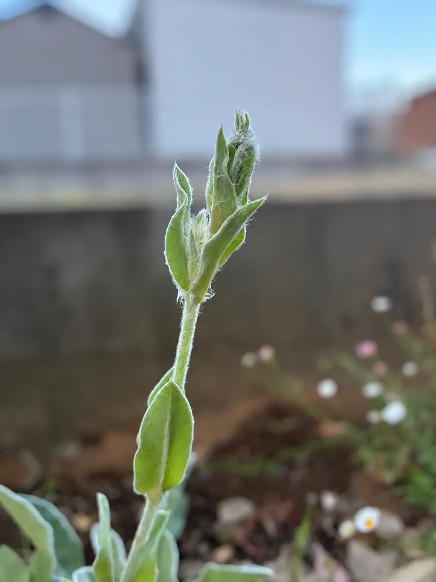 これはなんですか？画像検索するとラムズイヤーと出てきました