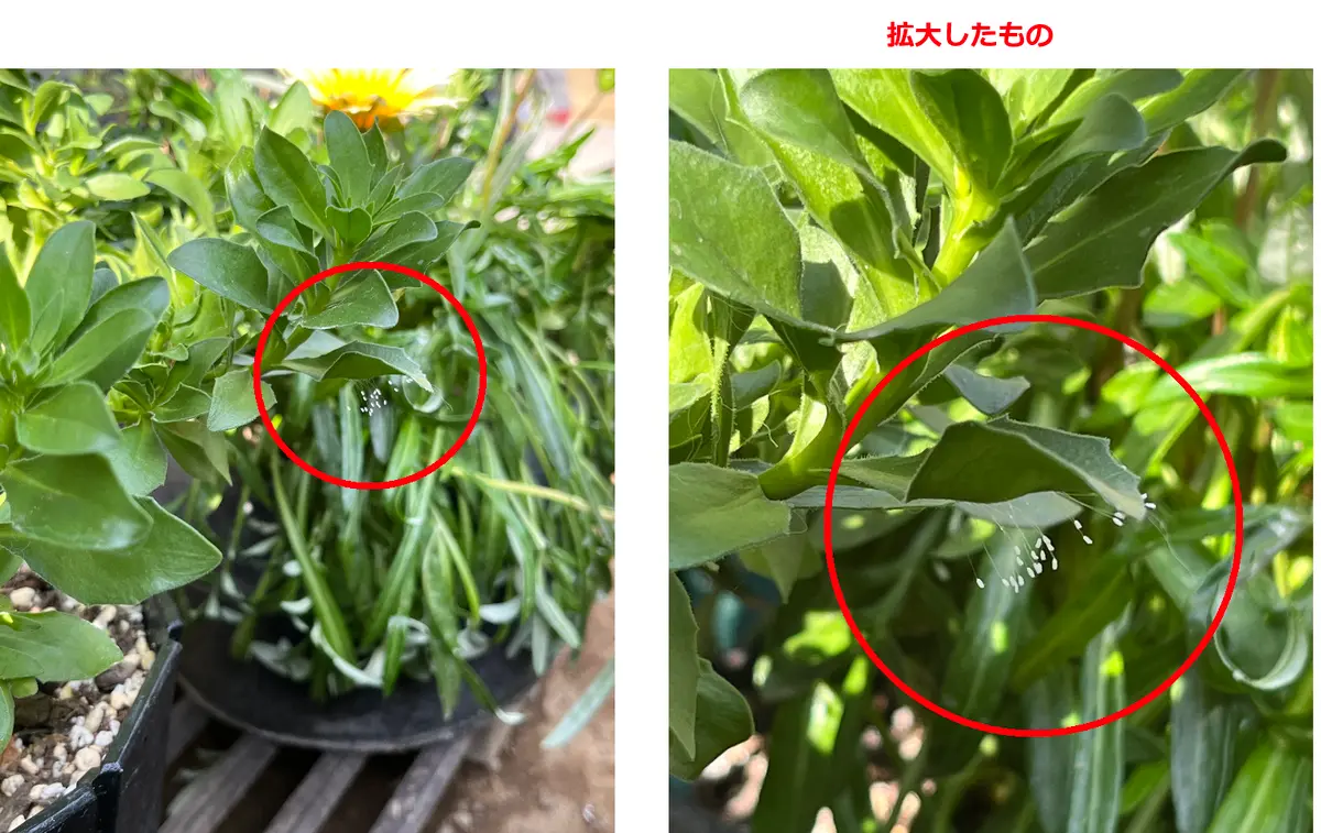 近所に生えてた葉っぱです 葉っぱの裏に【マッチ棒のカタチをした白いもの】がぶらさがっ