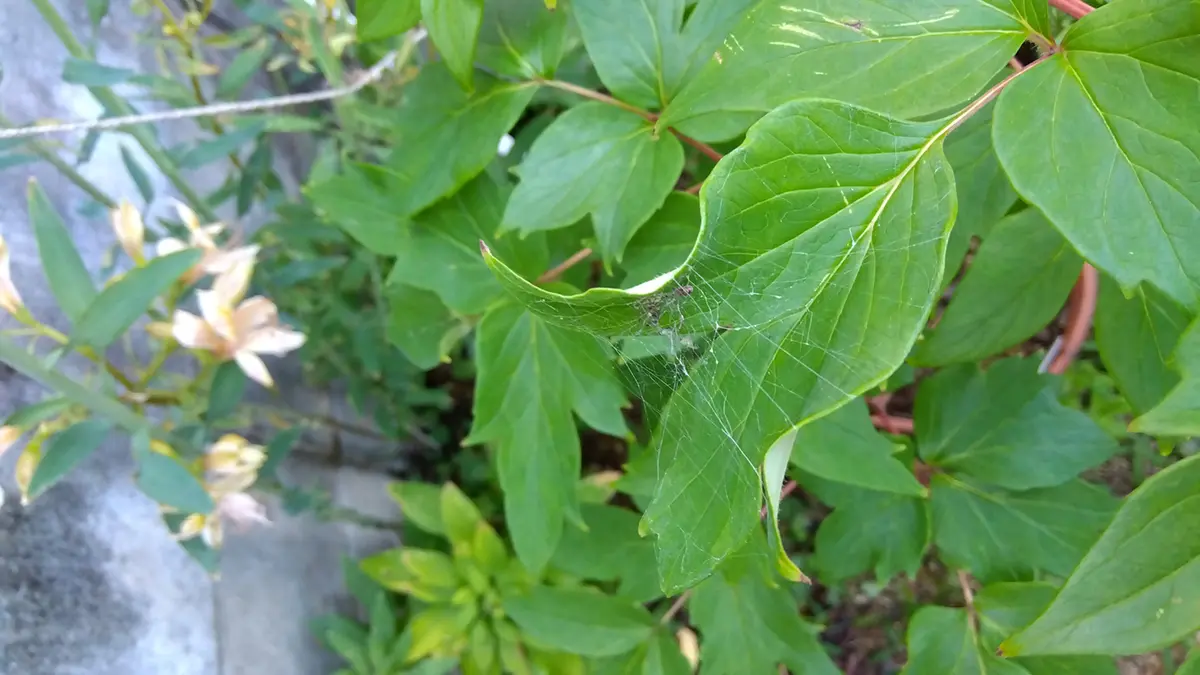 ボタンと、その近くにあるブルーベリーの葉っぱに蜘蛛の糸が張 