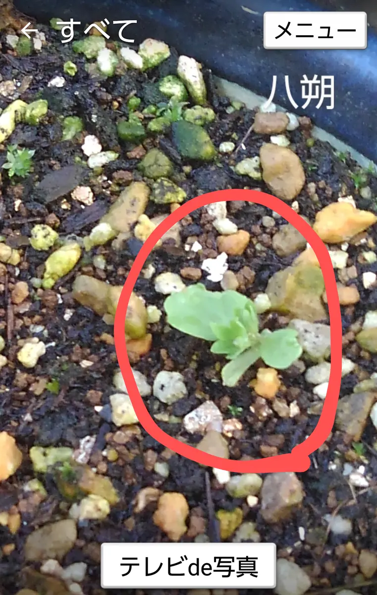 八朔の種を先月埋めました。これは八朔が発芽しているのどしょ 