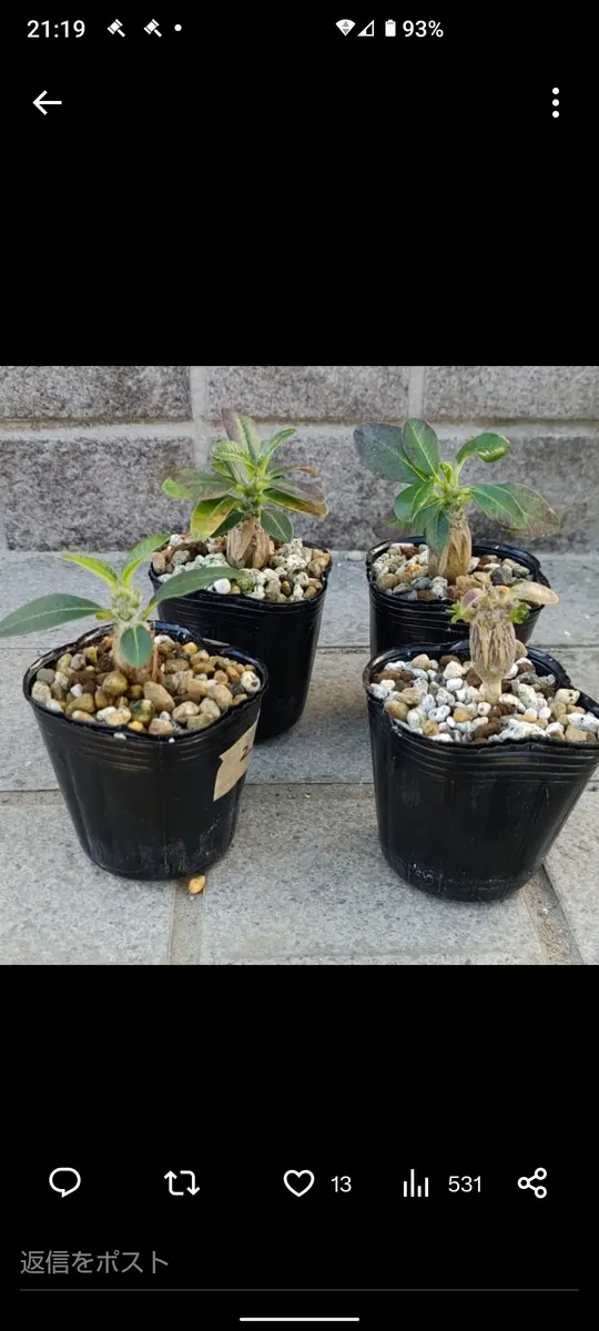 パキポディウム　グラキリス　まん丸型　鉢付き　塊根植物 現地球・発根済】パキポディウム グラキリス 鉢付き 塊根植物