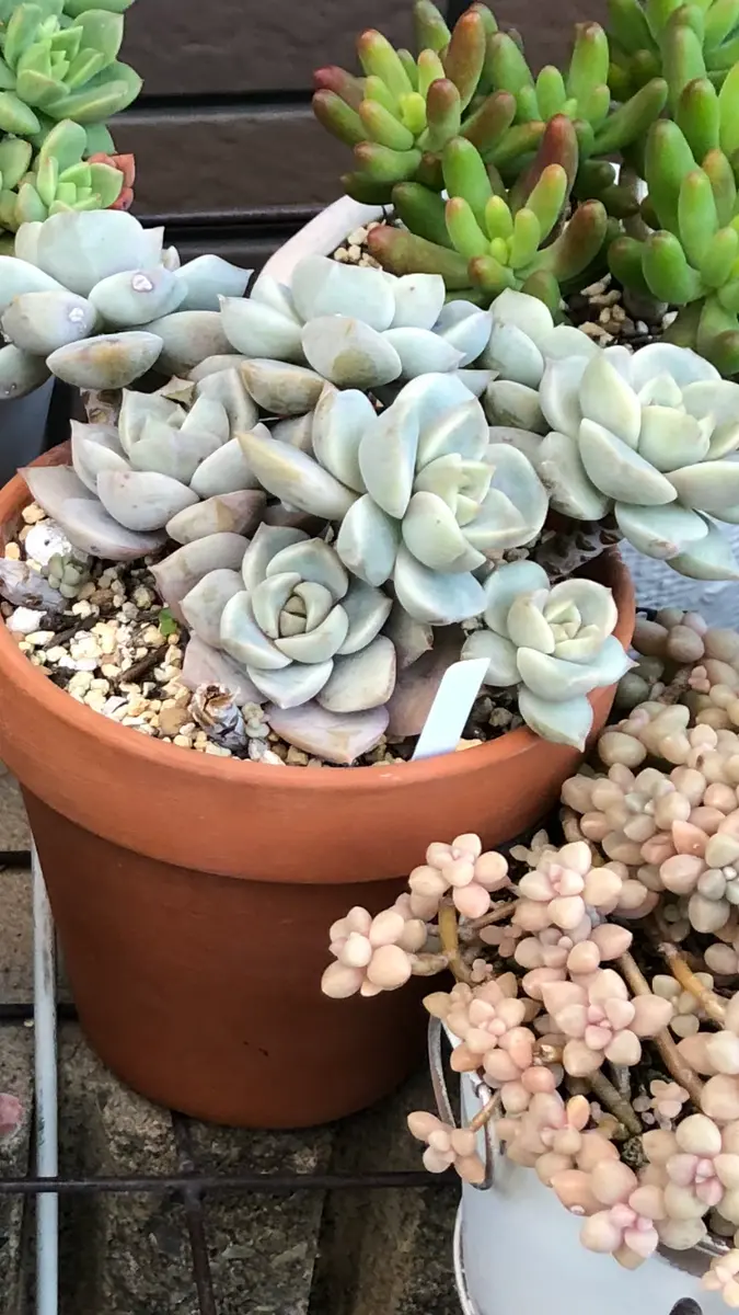 多肉植物を購入した時におまけでいただいたものなのですが、画 