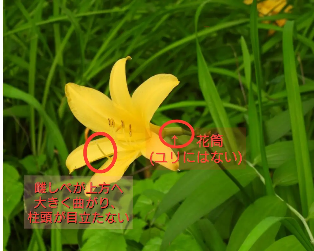 この花は黄色の百合ですが、それ以外に正式名称があるのでしょ