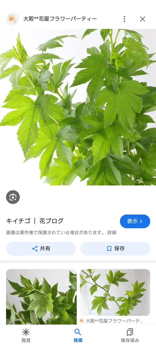 この植物は何でしょう？大きな葉っぱで、直径20-30cmくらいあ