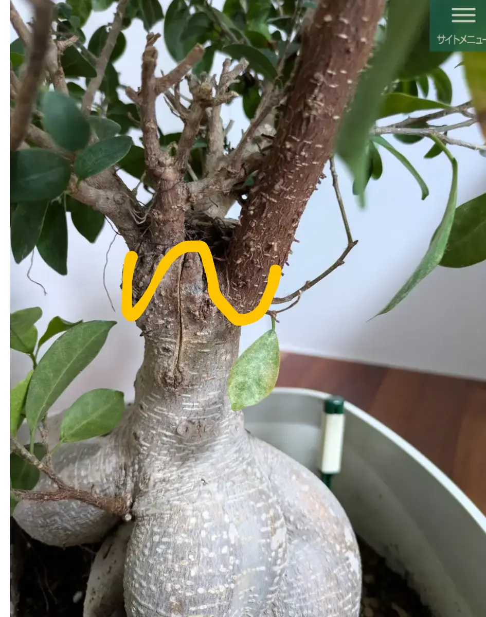 亜熱帯の樹木　パンダガジュマル　② 亜熱帯の樹木 パンダガジュマル ②