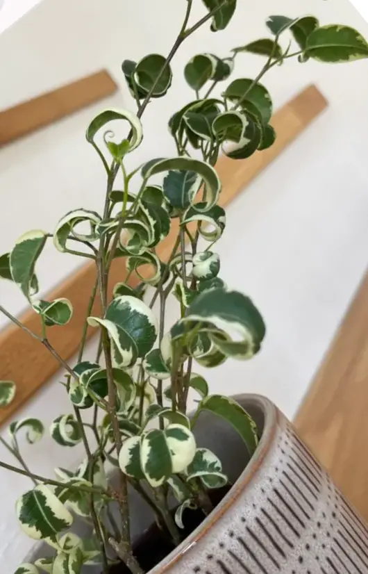 ベンジャミン・シタシオン(3.5号鉢)の樹形について質問です。｜園芸