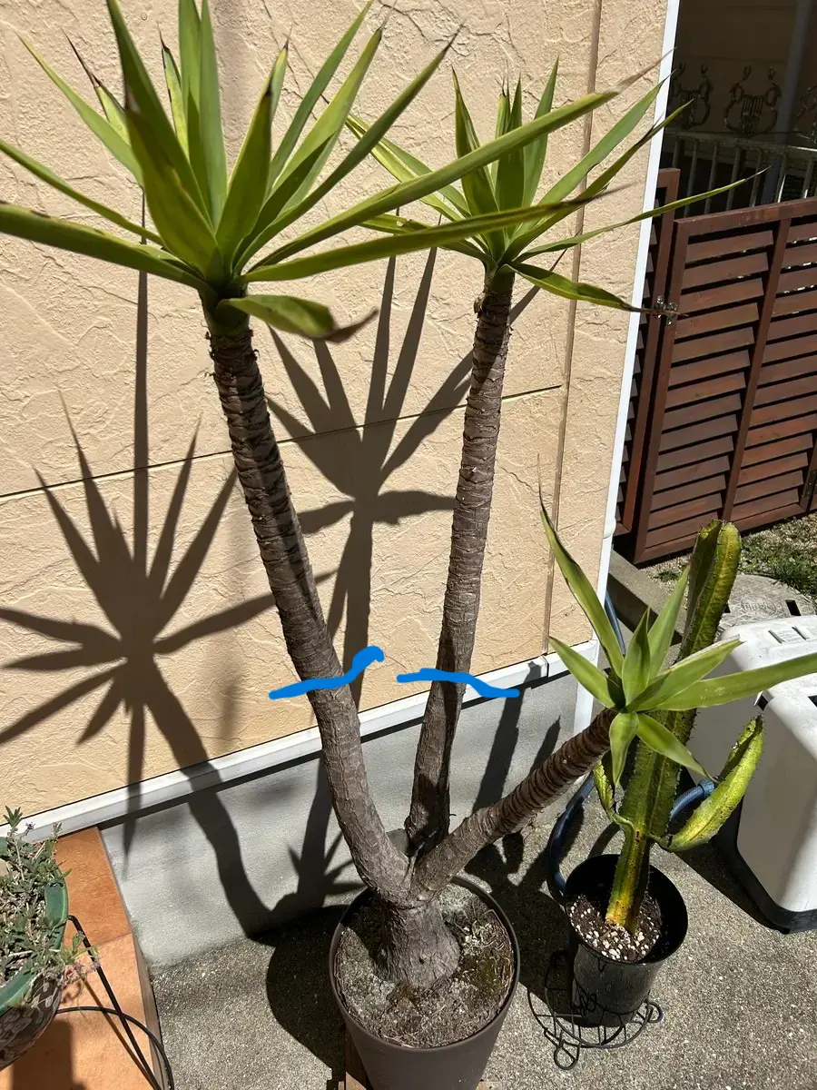 こちらのユッカの葉を増やしたいのですがどこ幹をどんな感じで