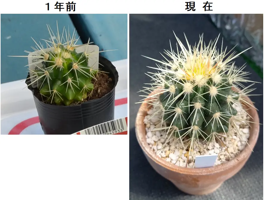 種ガチャでお迎えした写真の2種のサボテンの名前が知りたいです