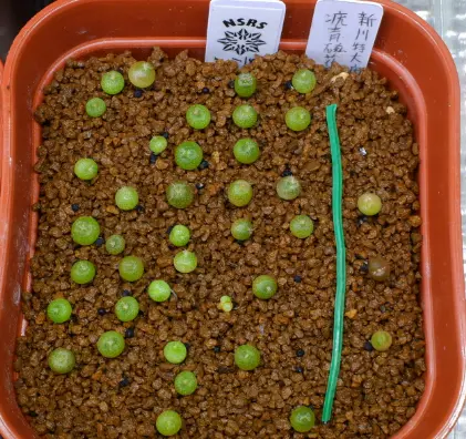 銀冠玉の実生・栽培(2019.3~)｜そだレポ（栽培レポート）byぐっち