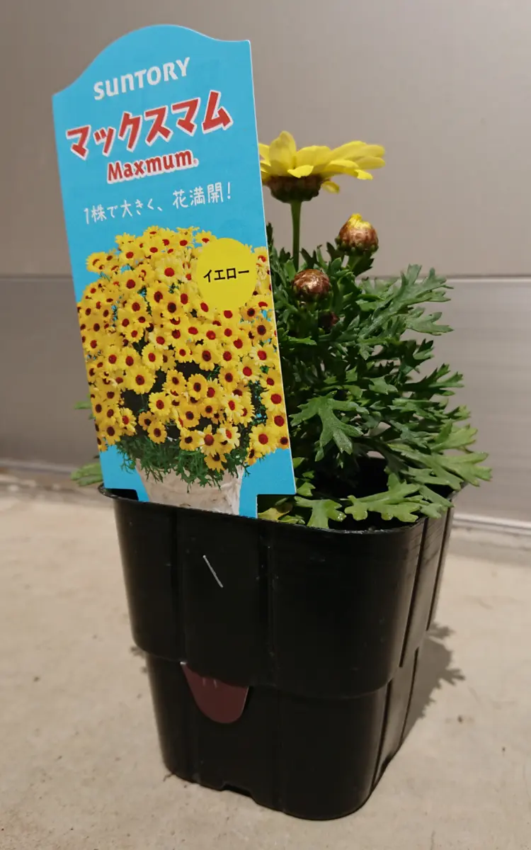 マックスマムの大開花にチャレンジ🌼❗｜そだレポ（栽培レポート）byゃ