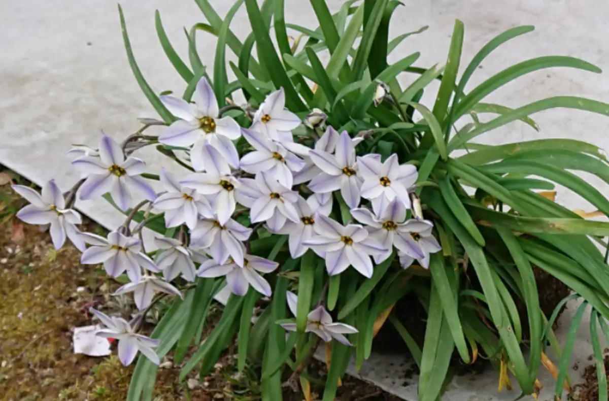 ハナニラ 花ニラ 球根