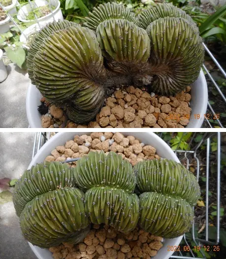 短毛丸・綴化までの なが～～～い みちのり｜そだレポ（栽培レポート