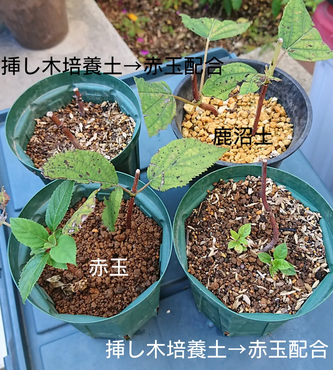 ピンクアナベルの挿し木|そだレポ(栽培レポート)byべっしー ピンクアナベルの挿し木|そだレポ(栽培レポート)byべっしー