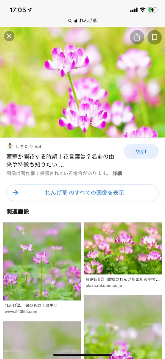 レンゲ草特別栽培(令和７年産) レンゲ草特別栽培(令和7年産) レンゲ草特別栽培(令和7年産)