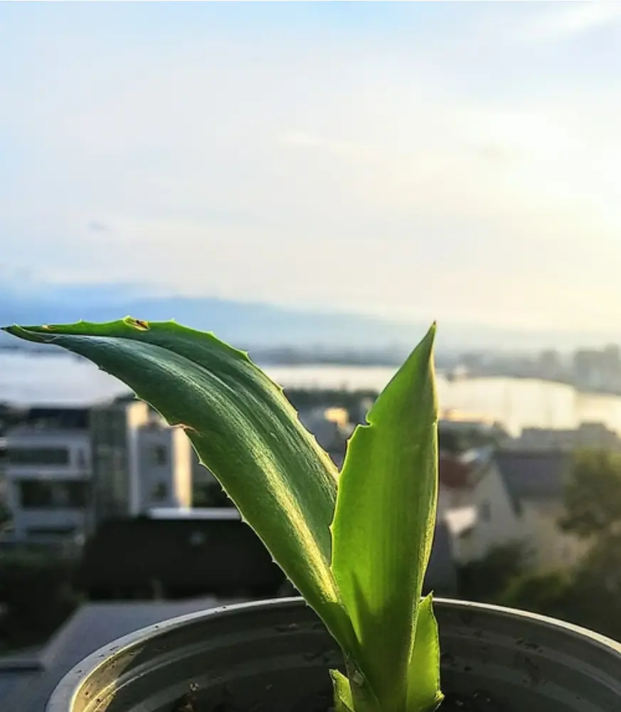 小さな脇芽の挿し芽「アガベの挿し芽」-そだレポ｜みんなの趣味の園芸