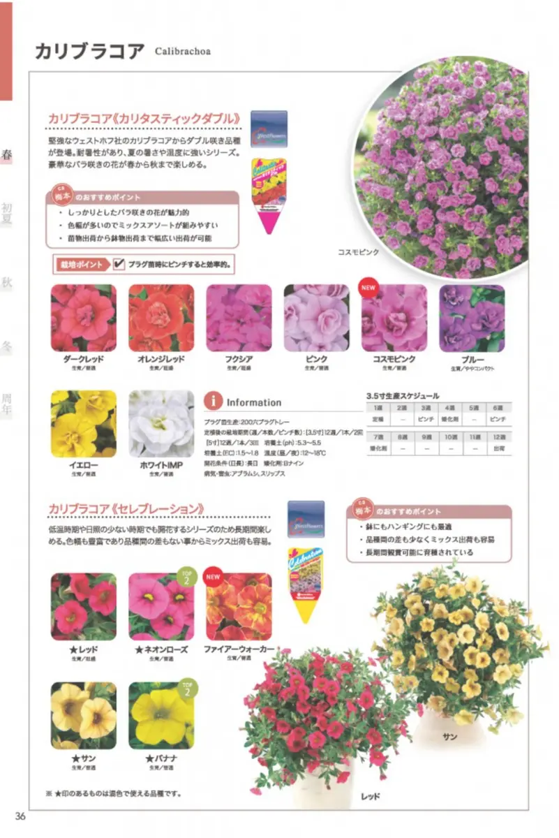 カリブラコア・カリタステイック 【公式通販】