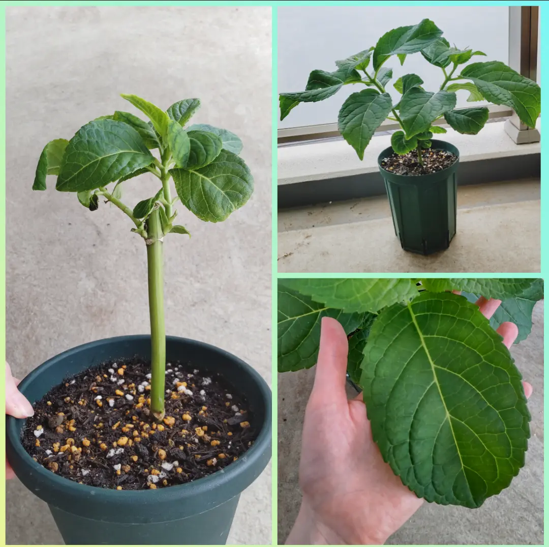 天使のほっぺの記録｜そだレポ（栽培レポート）byもりこ｜みんなの趣味