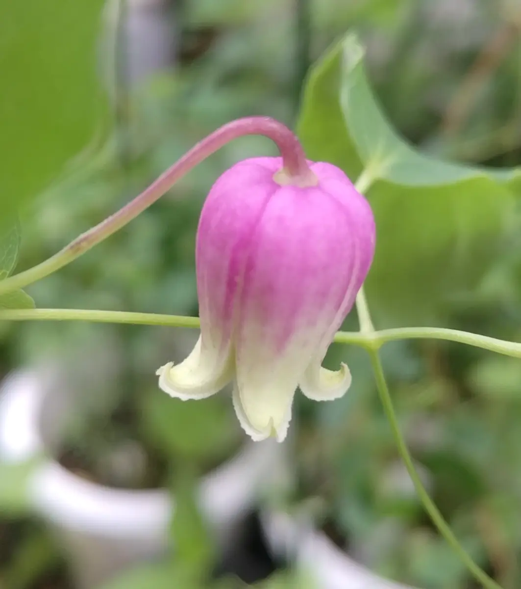 クレマチスの種　サンプル　例 クレマチス・ナーセリー 及川フラグリーン Clematis Nursery