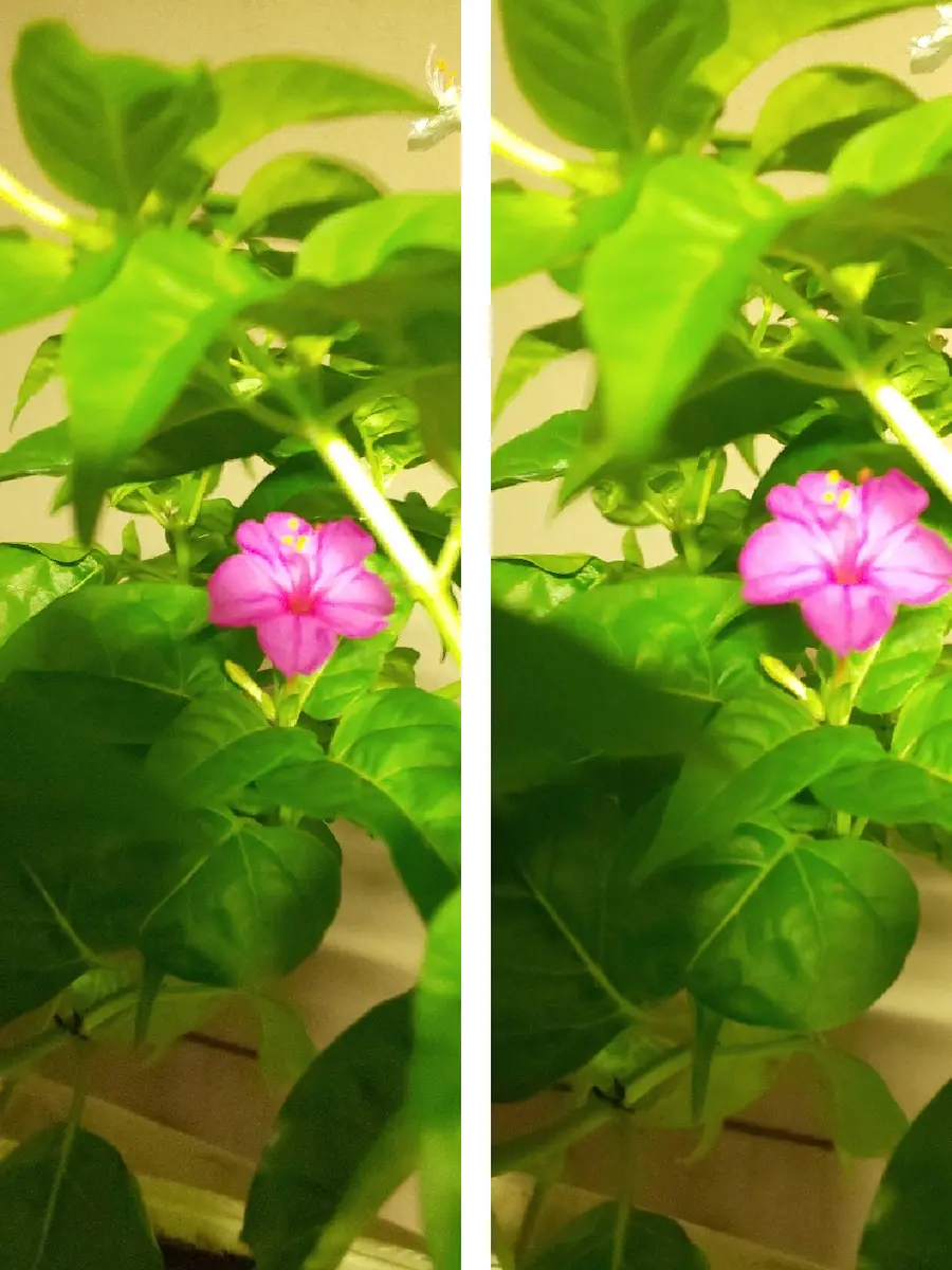 路肩に咲いてた、白い白粉花が余りに麗しく、種が出来てたから 路肩に咲いてた、白い白粉花が余りに麗しく、種が出来てたから
