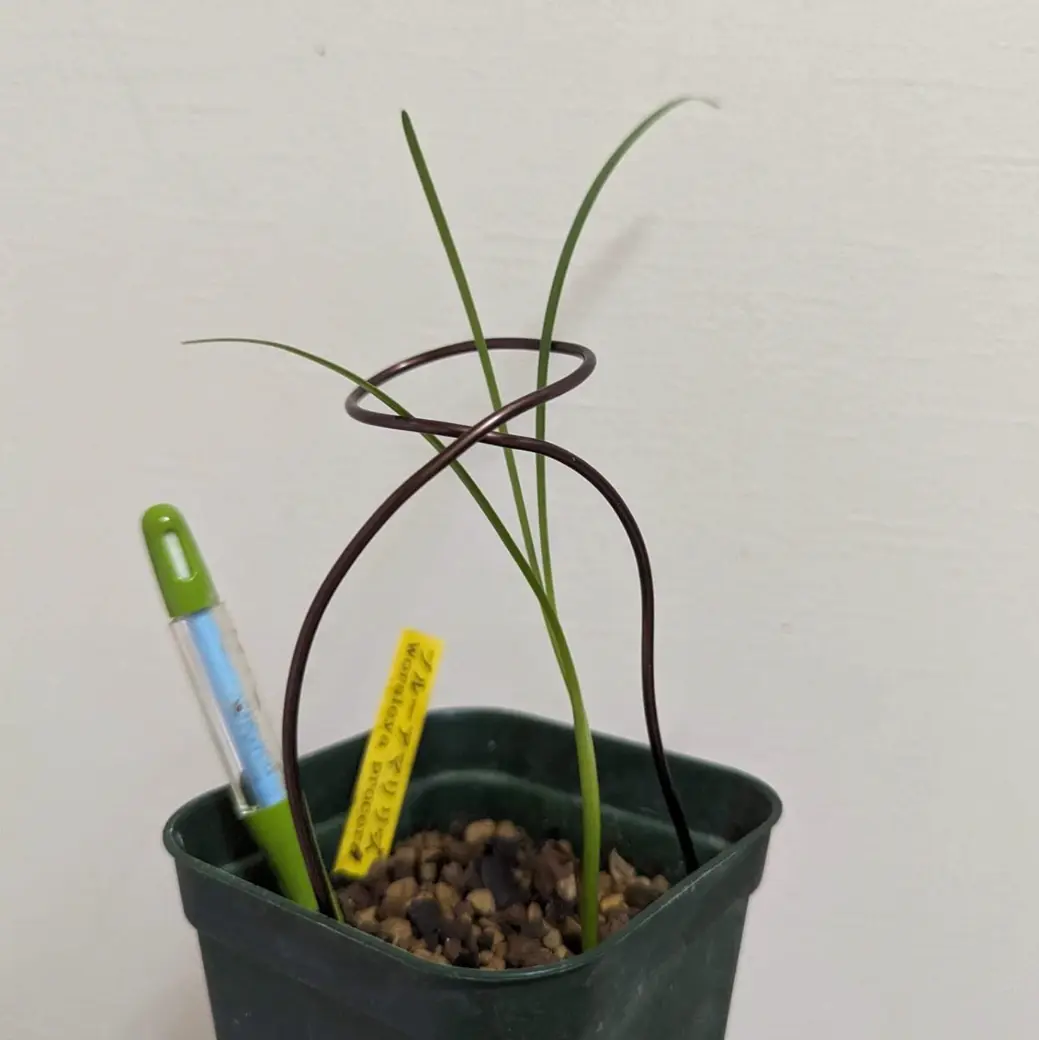 幻の花ブルーアマリリスの種まきにチャレンジ❗｜そだレポ（栽培