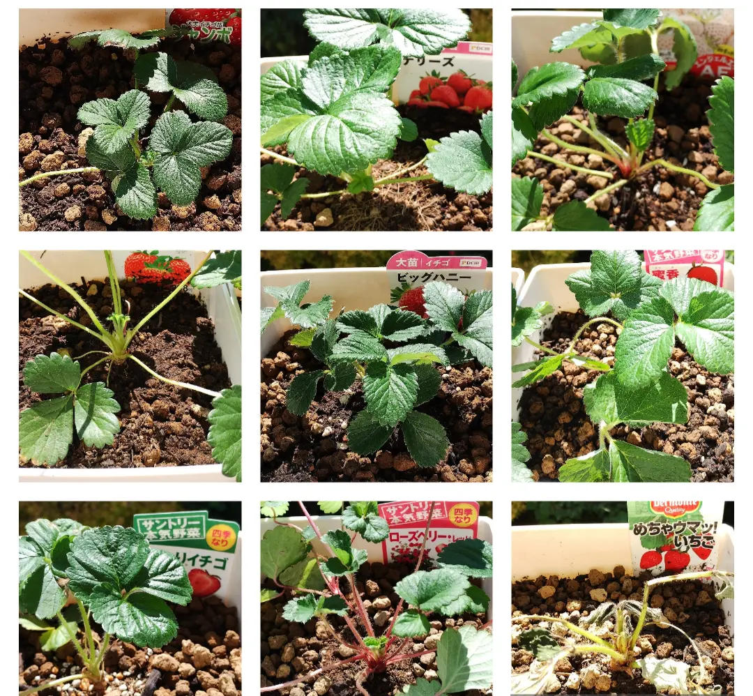 9種類の🍓のそだレポ｜そだレポ（栽培レポート）byマニフィーク