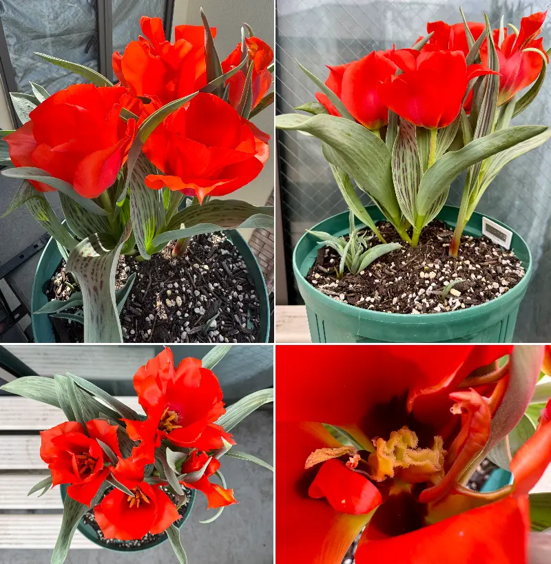 世界最大のチューリップ鉢植え｜そだレポ（栽培レポート）byカヌレ
