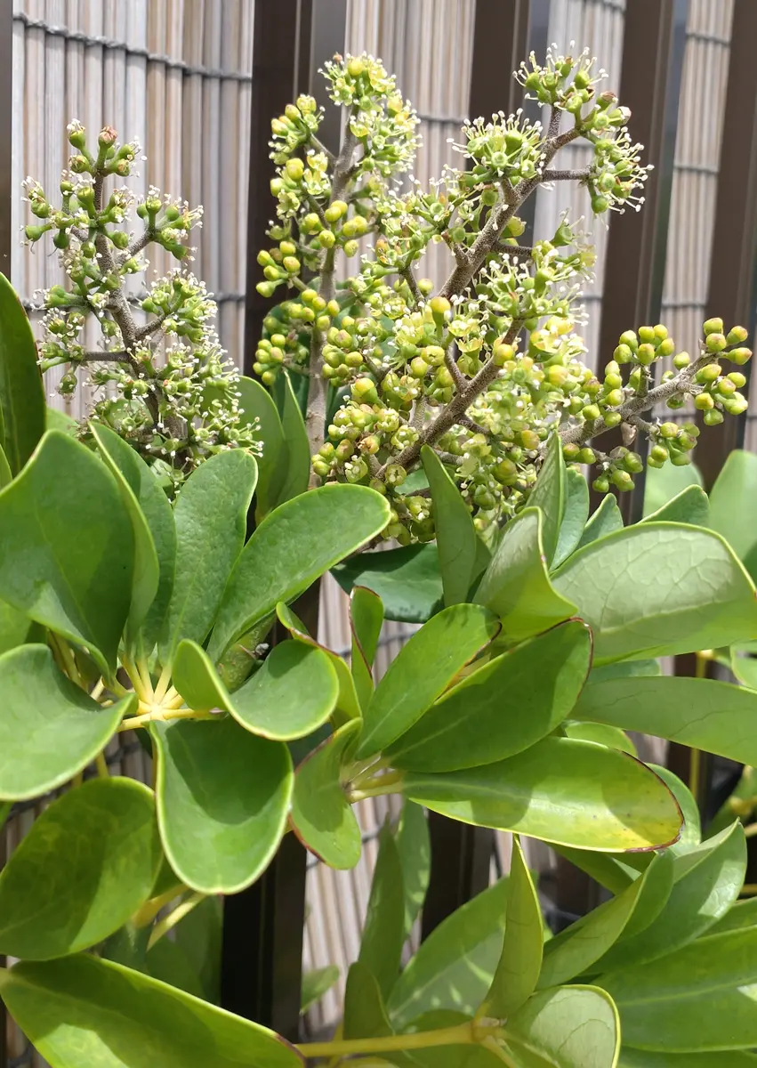 幸せな予感、カポックの花が咲く✨｜そだレポ（栽培レポート）byこう