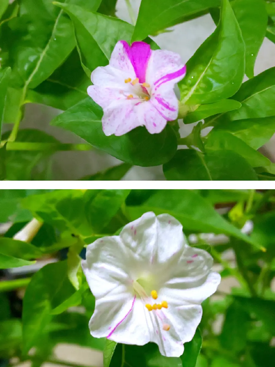 続路肩に咲いてた白い白粉花が、あまりにも麗しく種が出来てたから