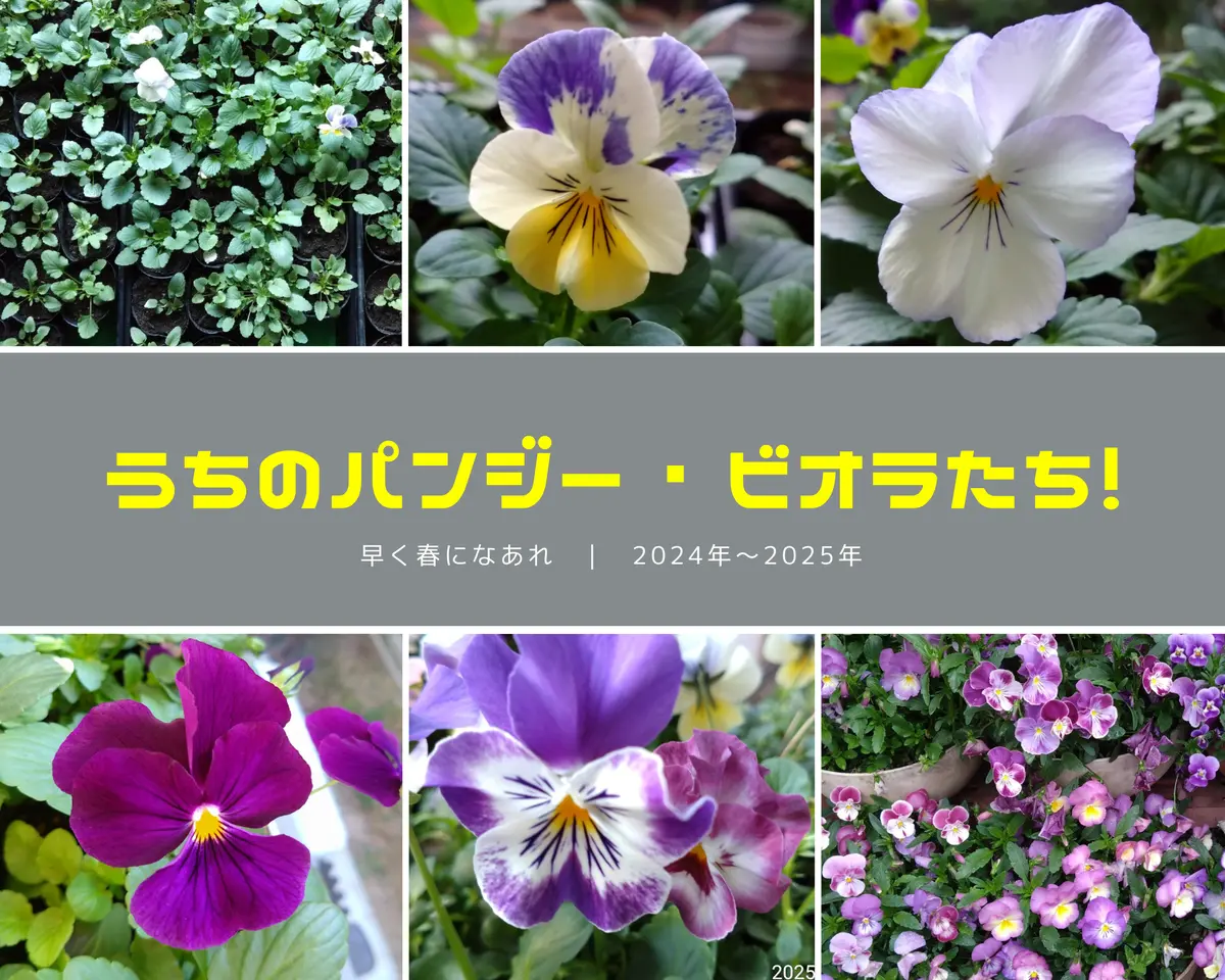 自家採種の虹色スミレなど｜そだレポ（栽培レポート）byjunpansy