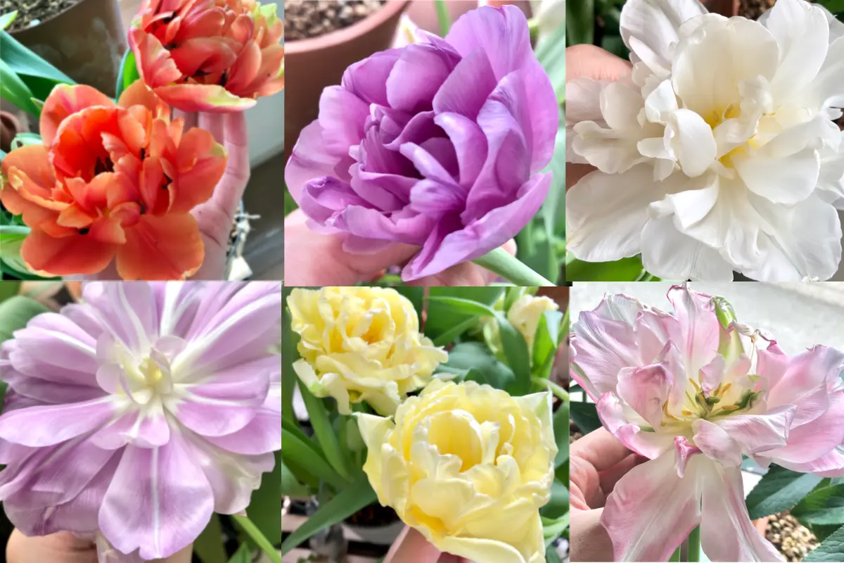 八重咲きチューリップを咲かせたい〜(そだレポ終了)｜そだレポ（栽培