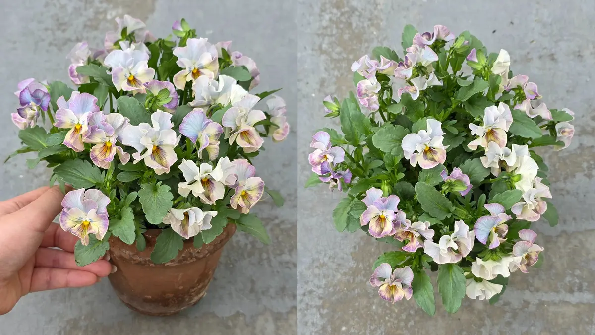 パンジーさま　２枚お纏めページ(a,d) 僕の平成ガーデニング（10）されどパンジー : Alex's Garden Party♪