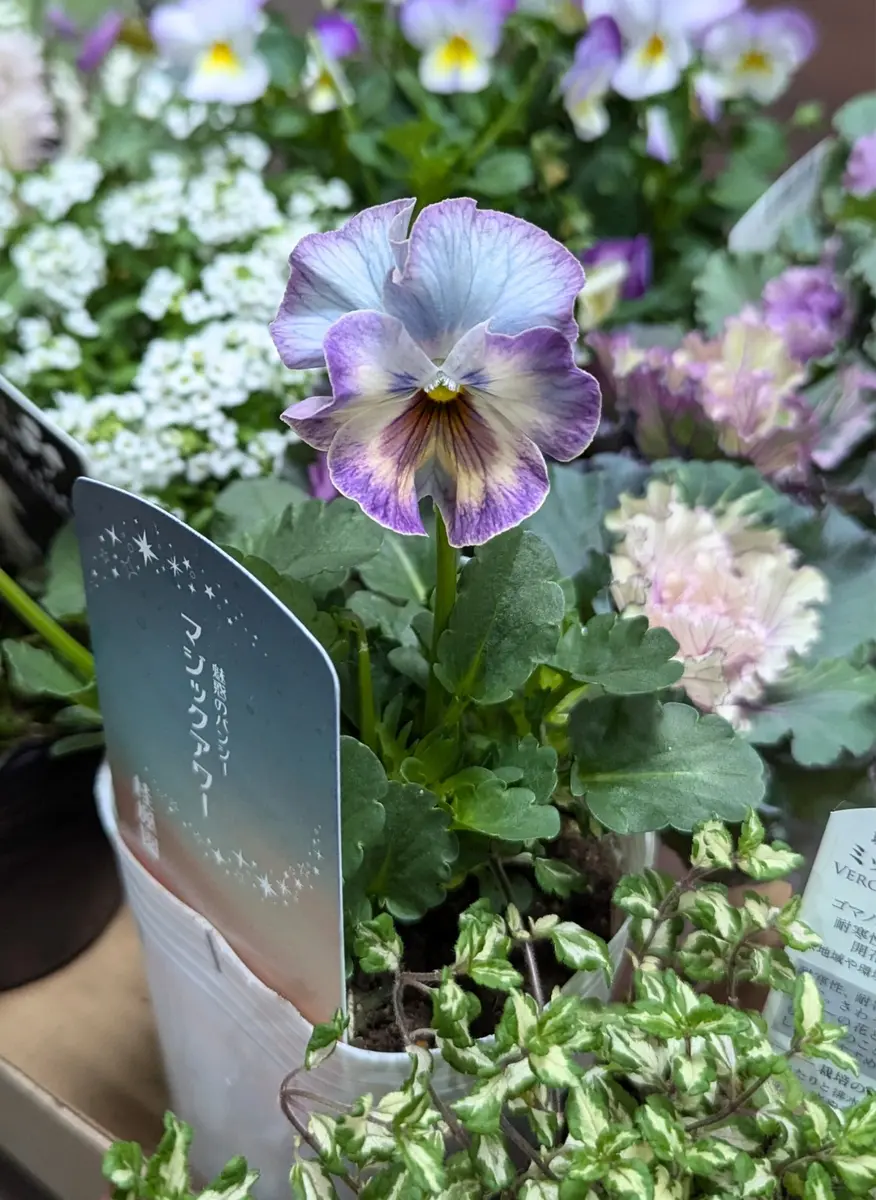 パンジーマジックアワーの成長記録｜そだレポ（栽培レポート