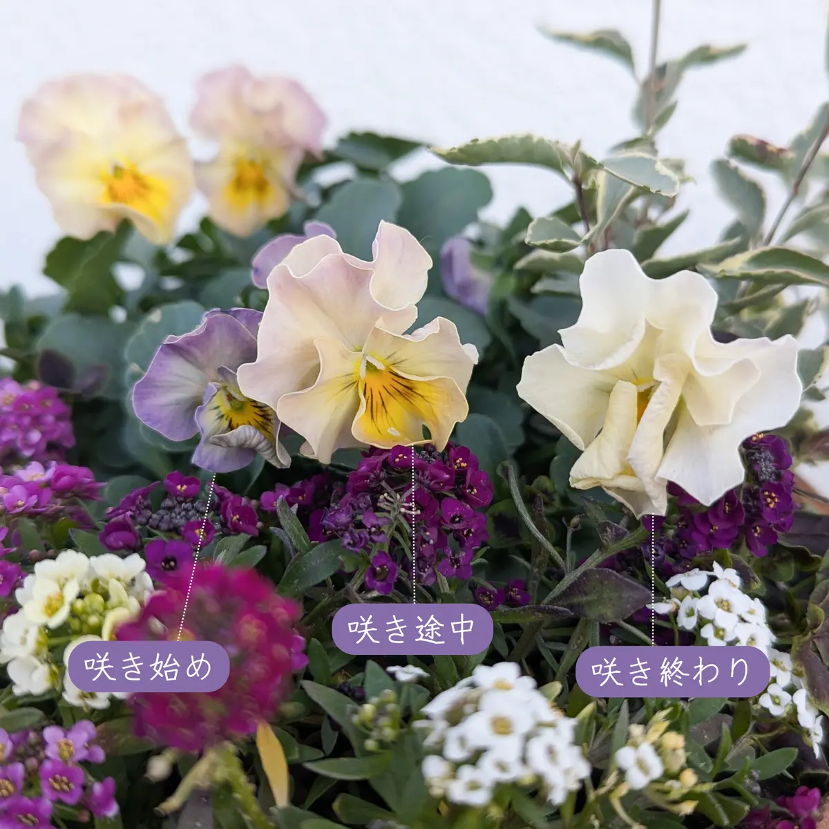 詳細レポ✍️】冬の寄せ植え成長記録②〜ビオラ華あられ+アリッサム