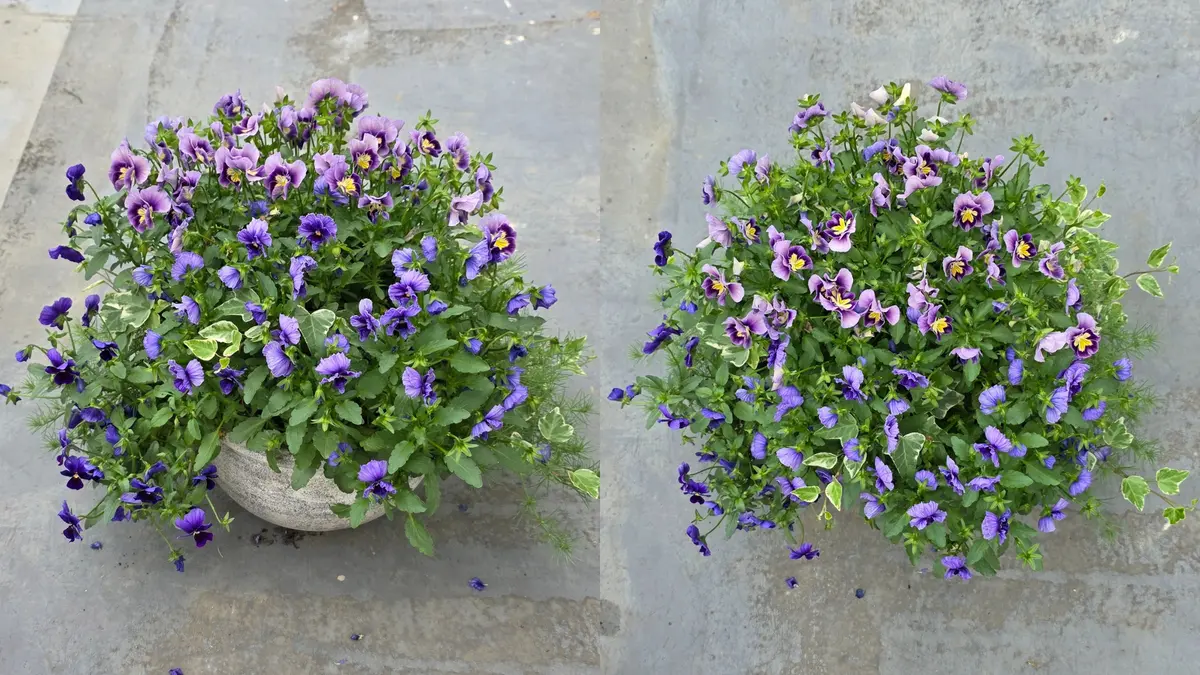 No.346　クロノス　寄せ植え　花 Enjoy stylish and lovely gardening with a welcome