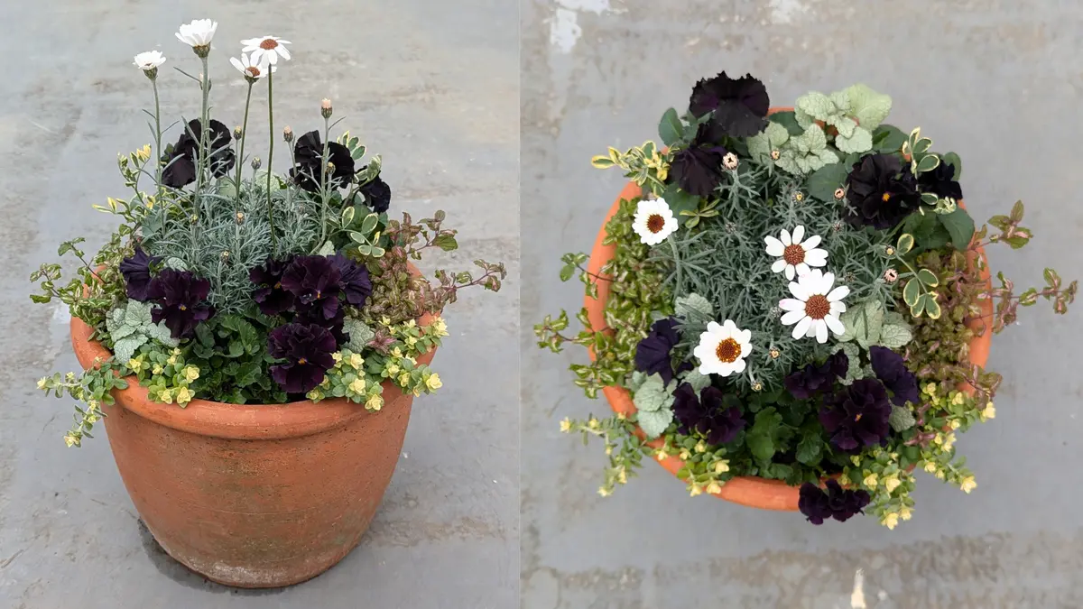 詳細レポ✍️】寄せ植えの成長きろく⑦〜メゾンドビオラ魔笛〜｜そだ