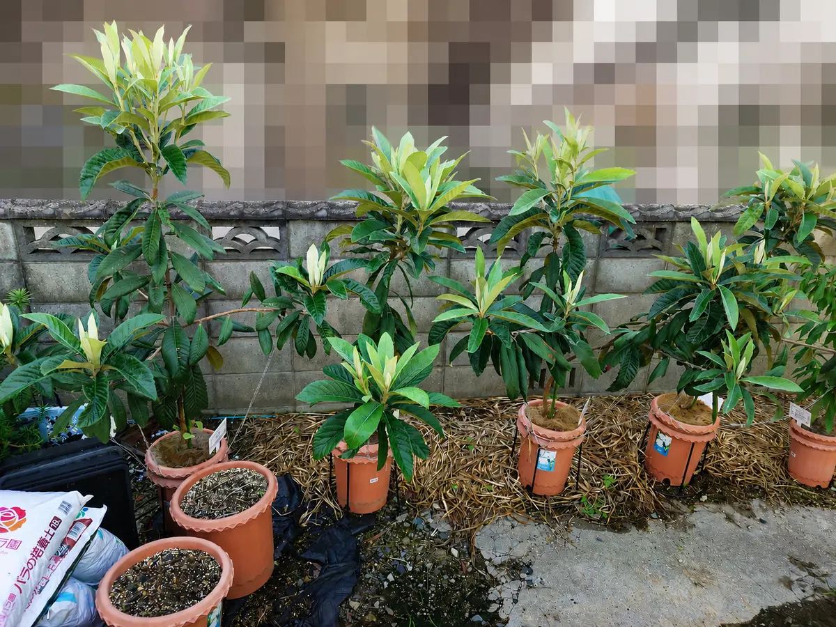 鉢植えで枇杷の収穫を夢見て｜ビワのそだレポ（栽培レポート）by鉢植え