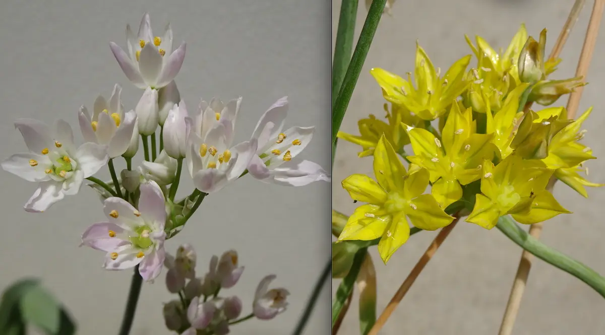 アリウムミックス 球根からの栽培｜そだレポ（栽培レポート）by木の子