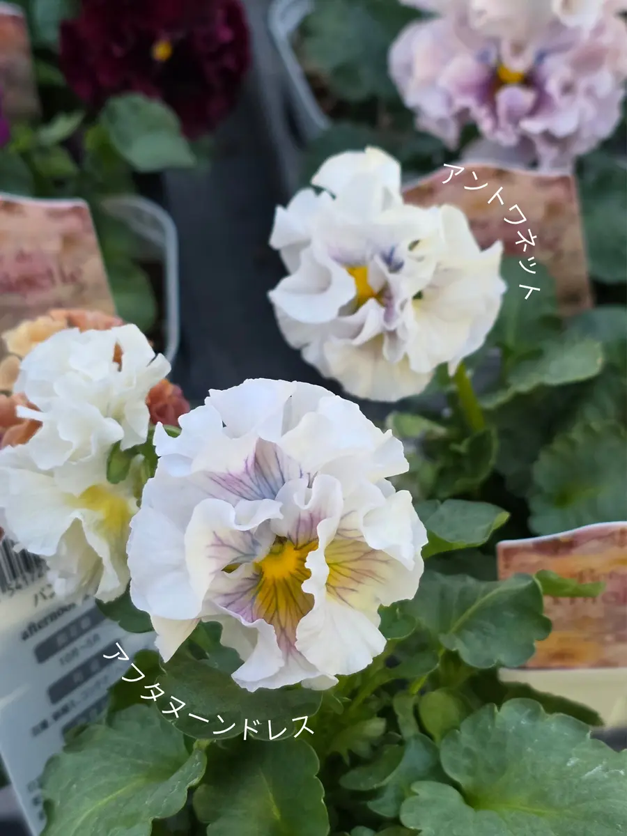 サトウ園芸アフタヌーンドレスの成長記録📝｜そだレポ（栽培レポート