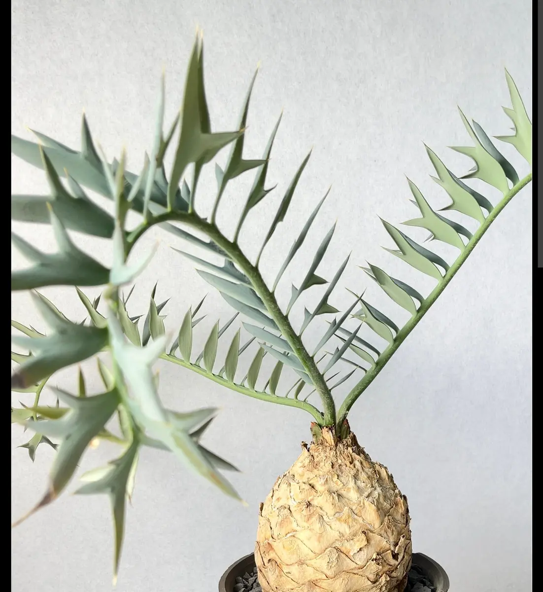 エンセファラルトスホリダスの実生検証｜そだレポ（栽培レポート）by