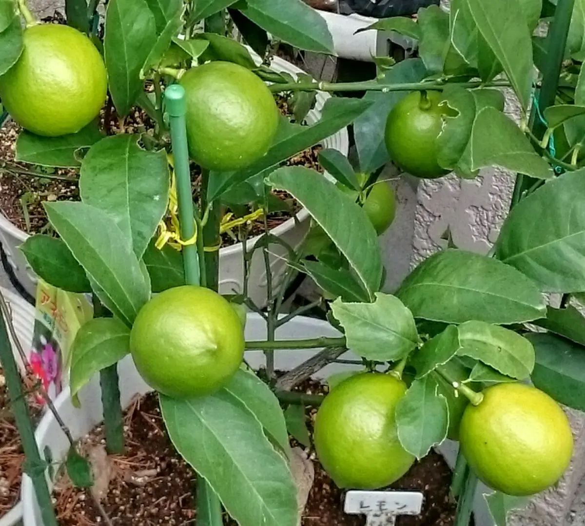 ②レモンをもぎたい｜そだレポ（栽培レポート）byよしの｜みんなの趣味