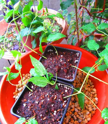 古典菊より教わる菊の世界｜そだレポ（栽培レポート）byますとら