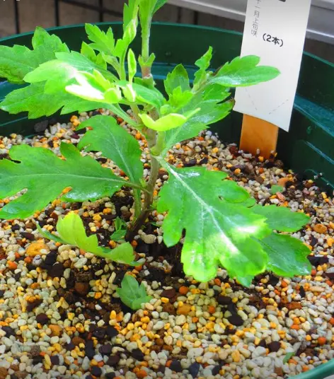 古典菊より教わる菊の世界｜そだレポ（栽培レポート）byますとら