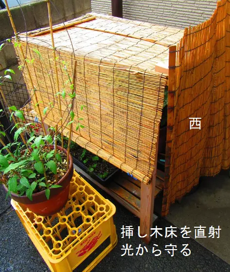 古典菊 江戸菊苗 神楽と黄瀬戸 古典菊より教わる菊の世界｜そだレポ