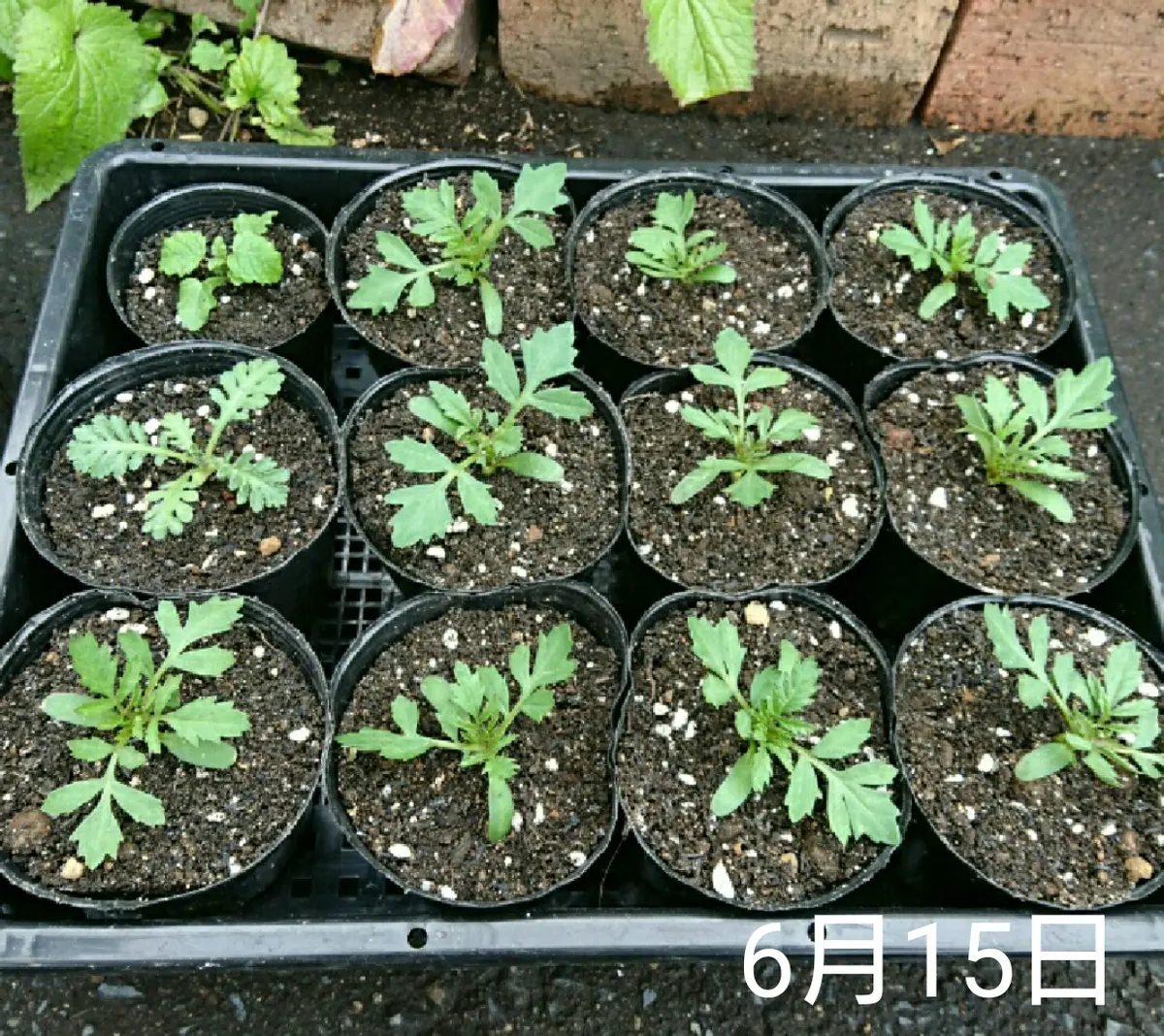 マリー ゴールド 芽