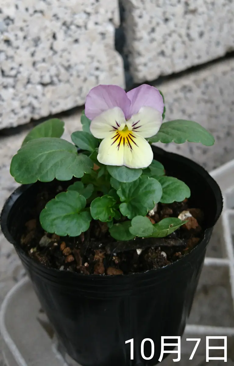 ビオラ種から夏まき｜そだレポ（栽培レポート）by**しま**｜みんなの