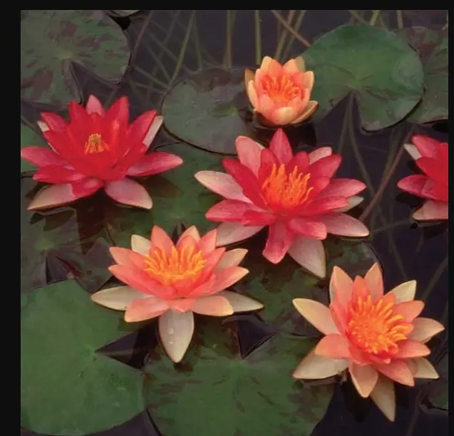 睡蓮の苗1個( nymphaea strawberry) 睡蓮の苗1個( nymphaea strawberry