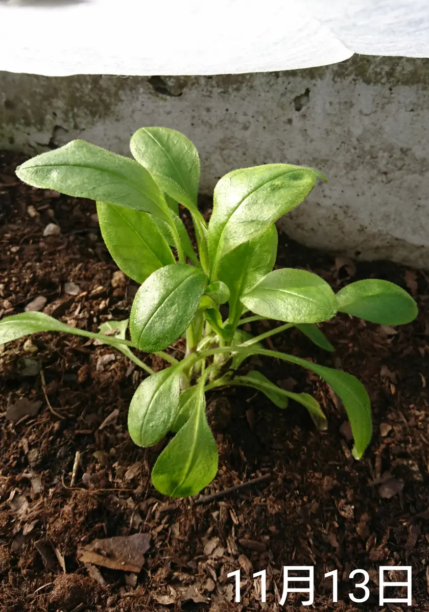 わすれな草種から2度目の春へ｜そだレポ（栽培レポート）by**しま