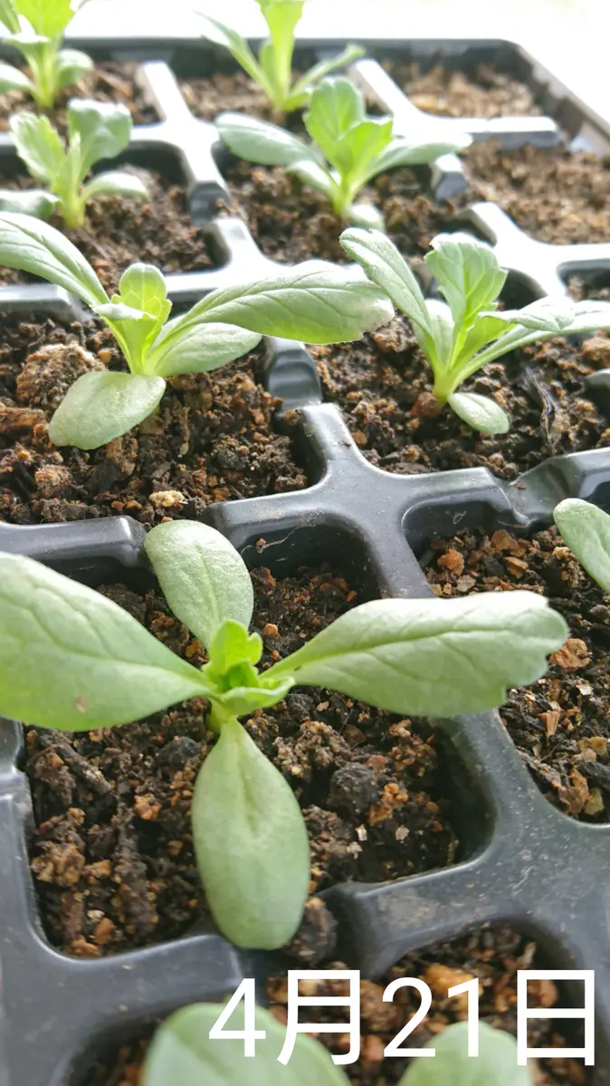 🌼スカビオサ(1年草？)種から｜そだレポ（栽培レポート）by**しま