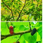 クワ（マルベリー）の写真｜植物図鑑｜みんなの趣味の園芸